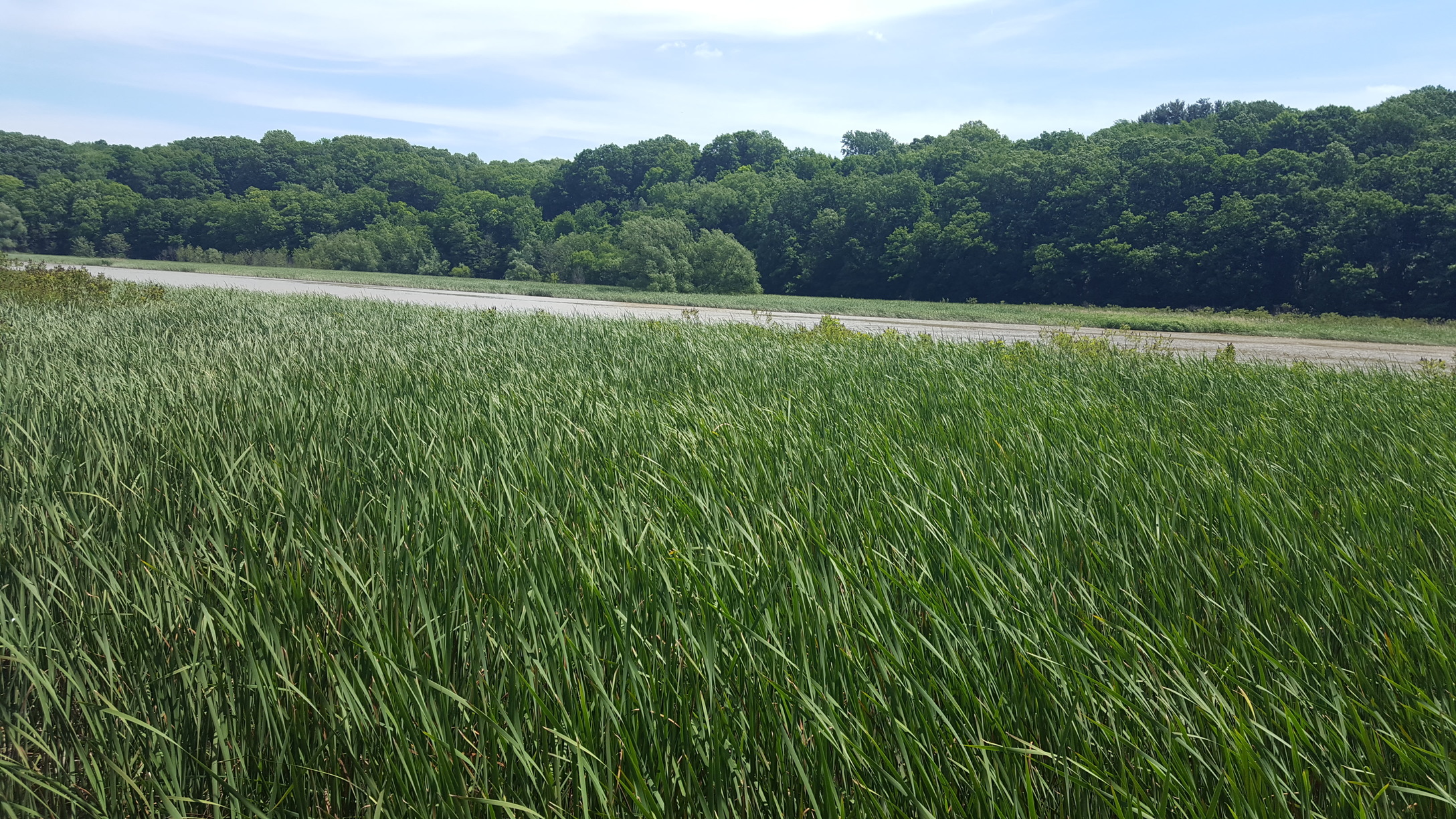 Wetlands grasses in the Genesee River