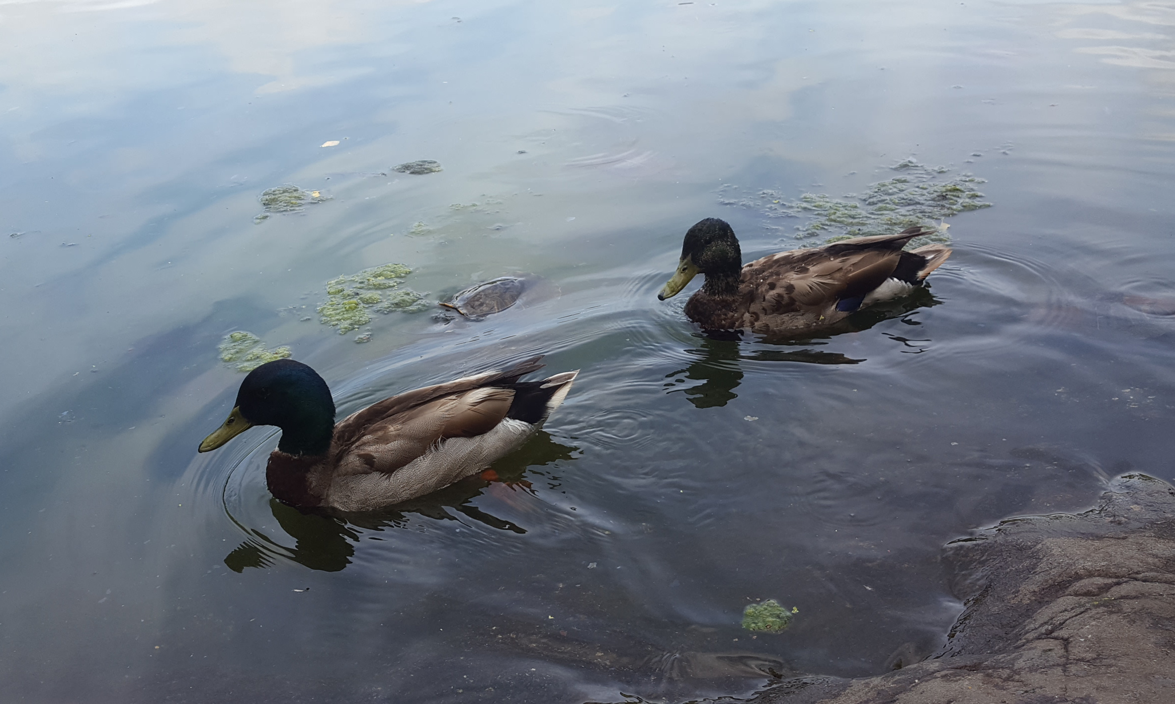 Ducks on Turtle Pond in Central Park
