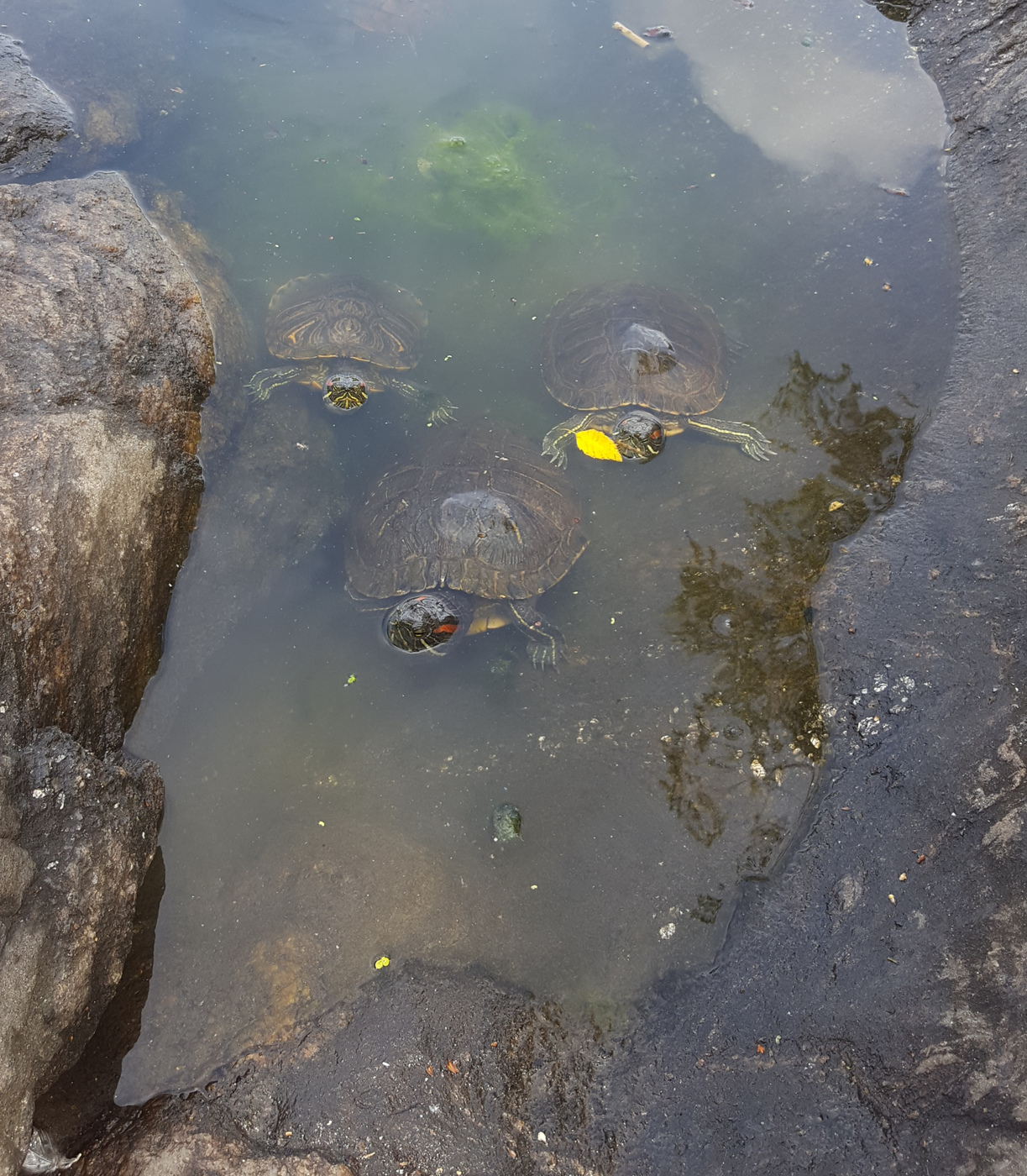 Turtles in Turtle Pond in Central Park